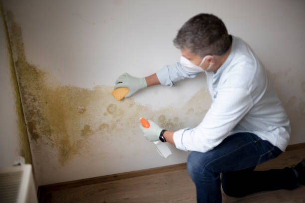 Biohazard Mold Removal in Itasca, IL